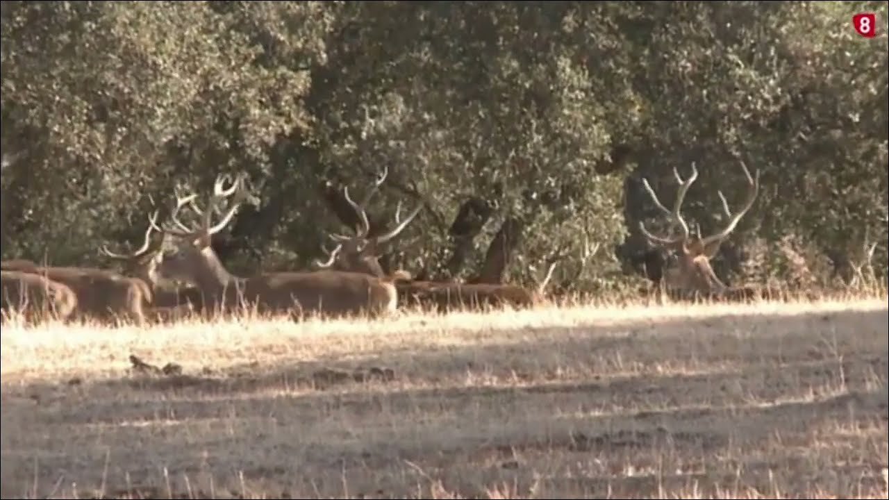 cotos de caza en castilla y leon
