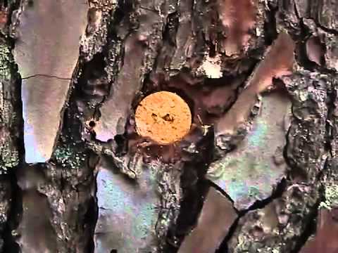 ley de montes de galicia actualizada