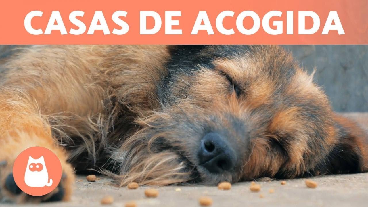 que es un centro de acogida