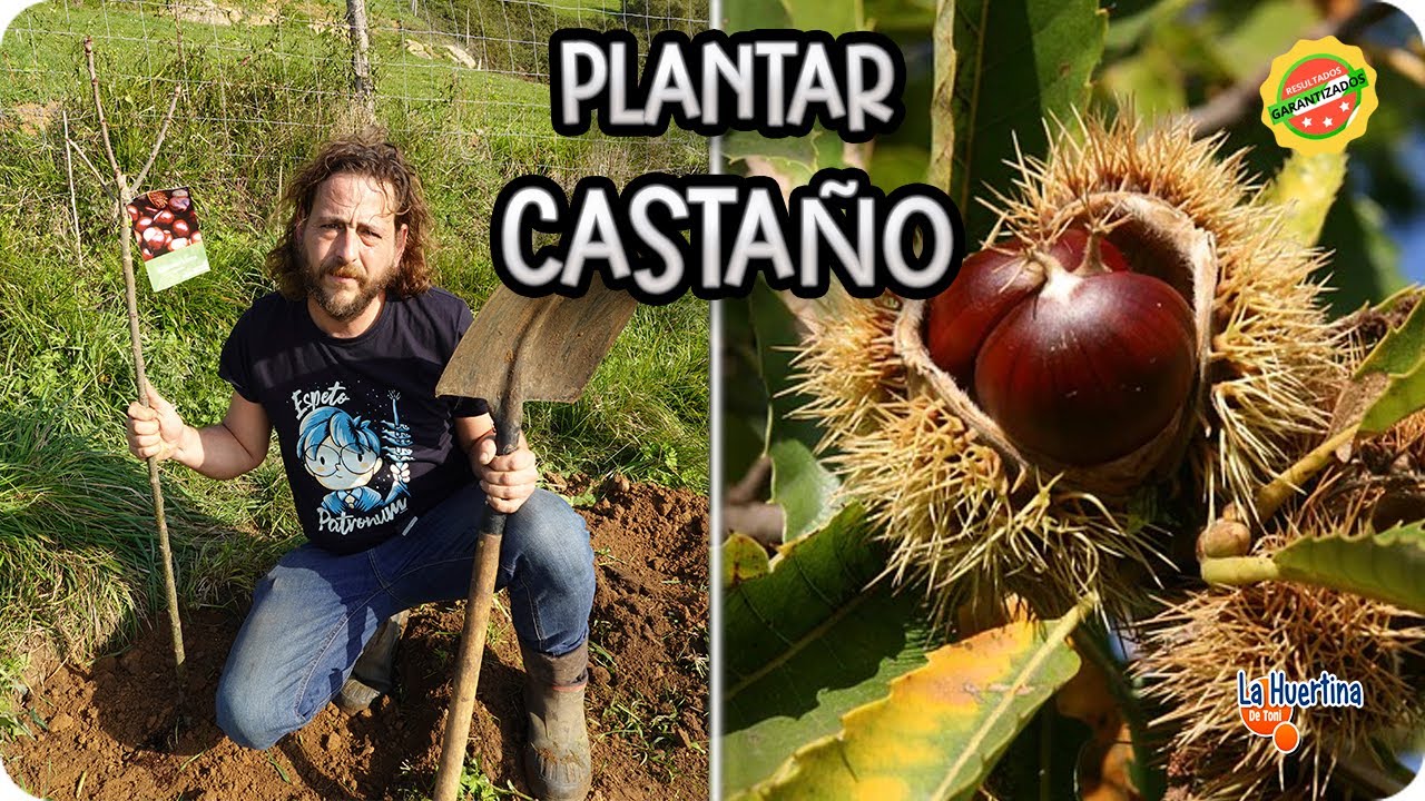 distancia para plantar castaños en galicia