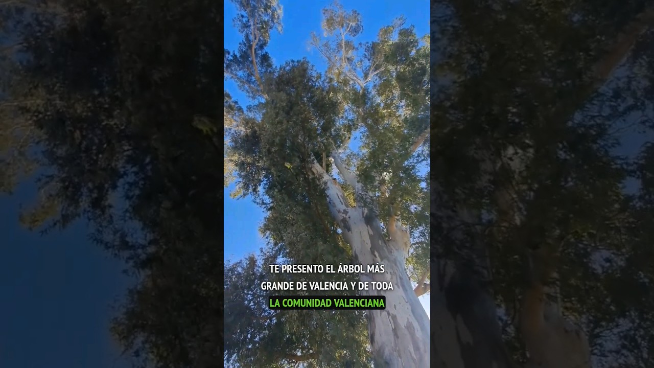 se puede cortar un pino en la comunidad valenciana